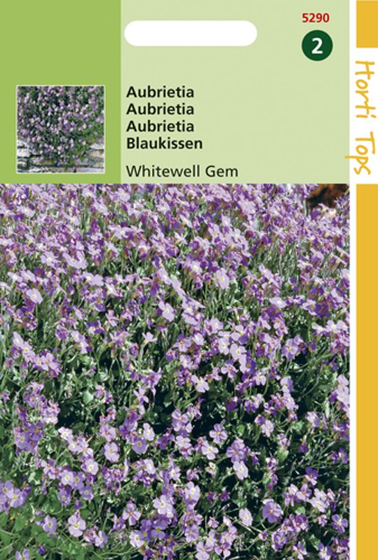 Aubretia Whitewell Gem (Aubrieta hybrida) 400 zaden HT